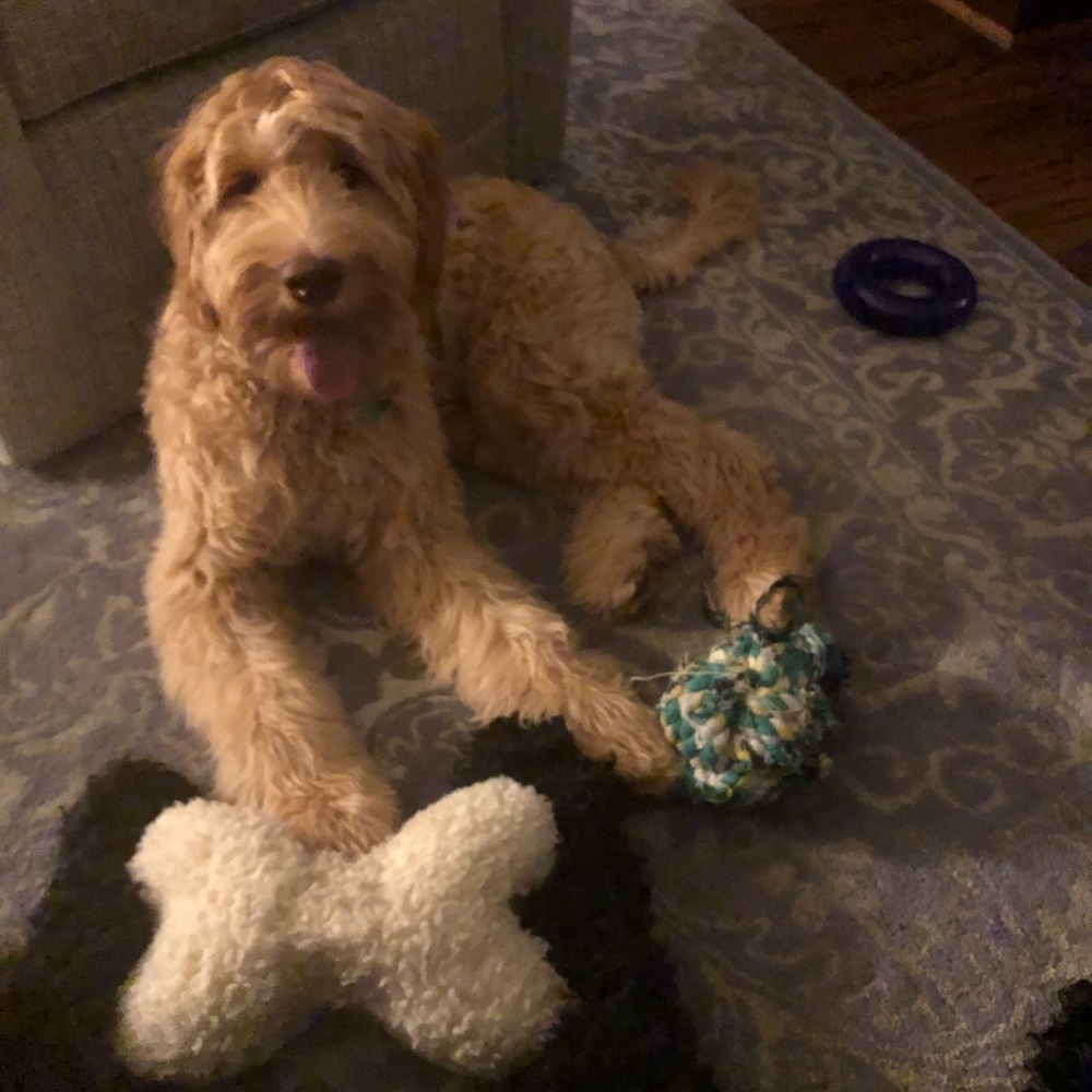 Meet your Posher, Andrew